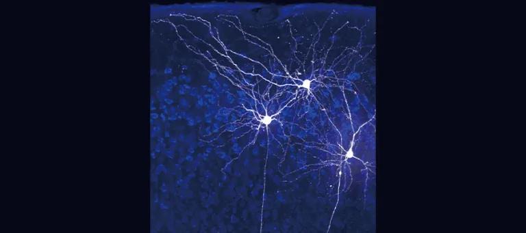 Neurons in the medial entorhinal cortex, a brain region important for spatial cognition and memory.