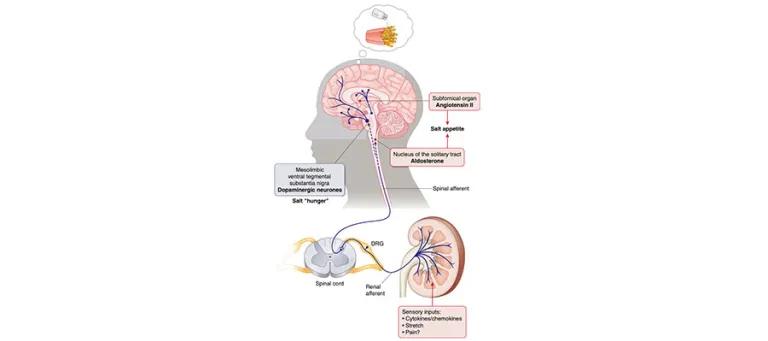 Enhanced appetite for salty foods can increase blood pressure and induce inflammation to damage the kidney
