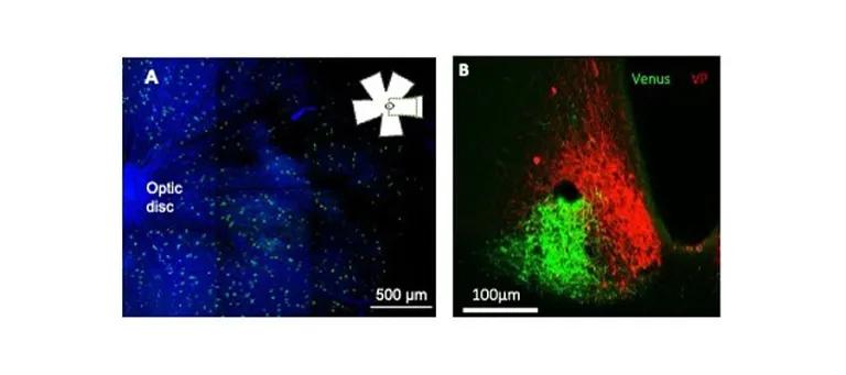 The retina contains many VP-expressing retinal ganglion cells and strikingly, these project exclusively to the core of the suprachiasmatic nucleus.
