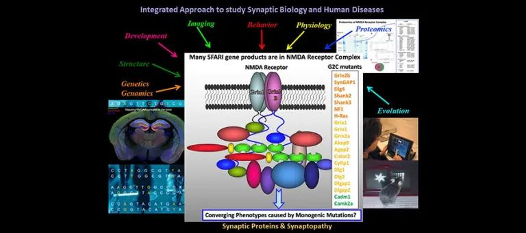 Integrated Approach to study Synaptic Biology and Human Brain Disorders.