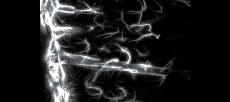 Specialized astrocytes create the glia limitans.