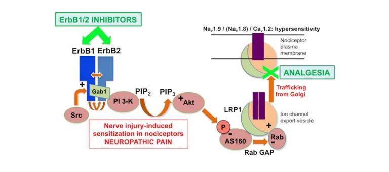 Analgesic effects of ErbB1/2 inhibitors in neuropathic pain are due to interruption of EGFR signalling and channel trafficking in nociceptors.