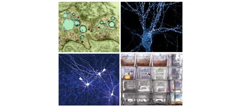 Simons Initiative for the Developing Brain