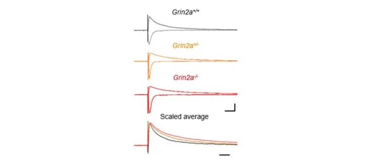 Slower decay of NMDA receptor-mediated synaptic currents in CA1 neurons with reduced GluN2A expression.