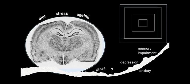 Autoradiograph image shows glucocorticoid receptor (GR) mRNA expression in mouse brain section.
