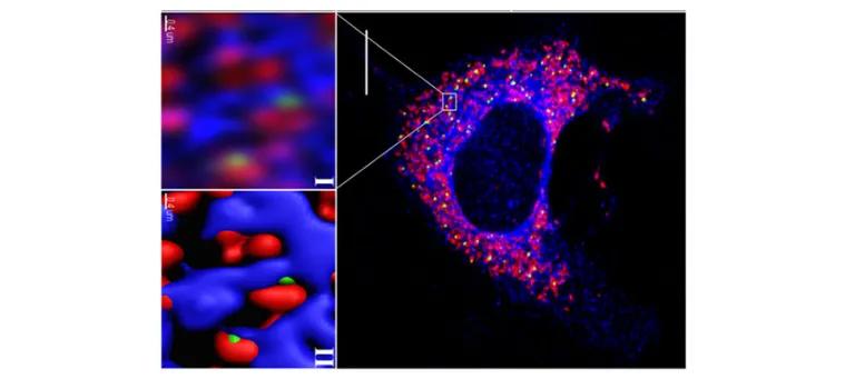 Inter-organelle junctions (green) between mitochondria (red) and the ER (blue) revealed by VAPB molecular complementation.  VAPB is disrupted in ALS8.