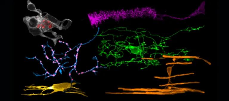 Brain cell diversity: neurons (blue), synapses (red), oligodendroglia (green, yellow, orange), microglia (white), astroglia (magenta).
