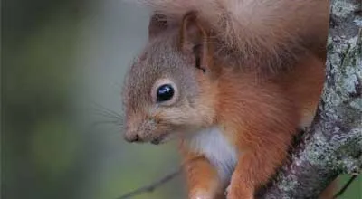M 140129 Red squirrels thriving on island