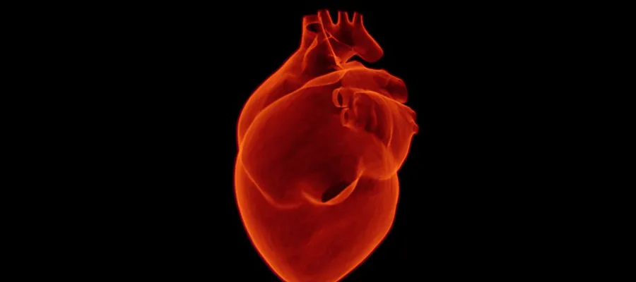 An image of a heart