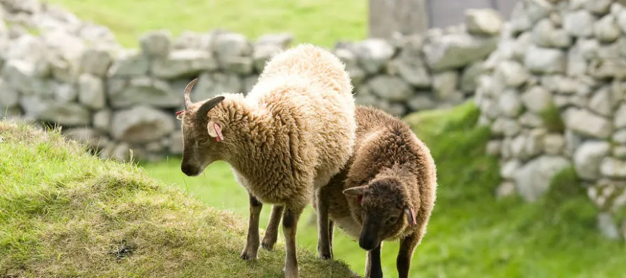 Photograph of Soay sheep