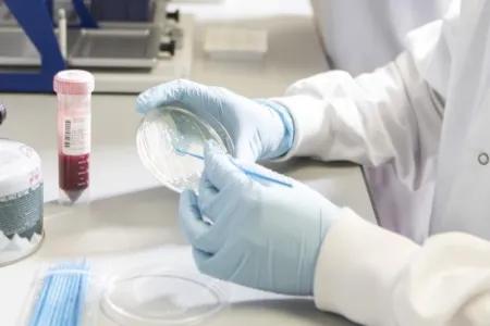 Close-up of the gloved hands of a scientist streaking a petri dish