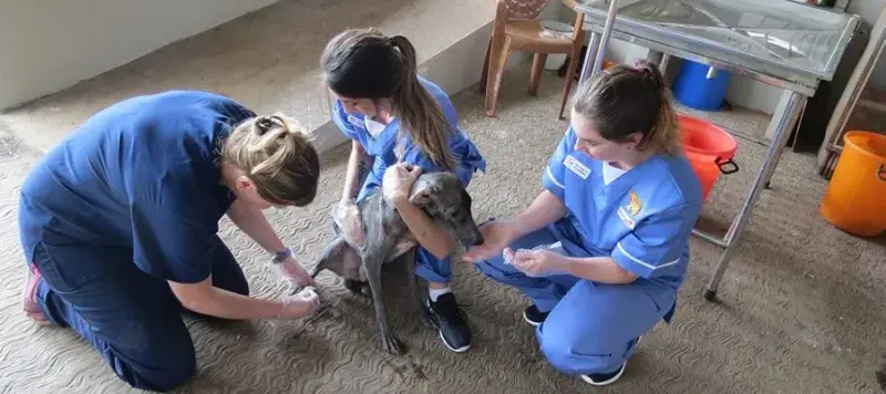 Heather Bacon and colleagues assessing a dog