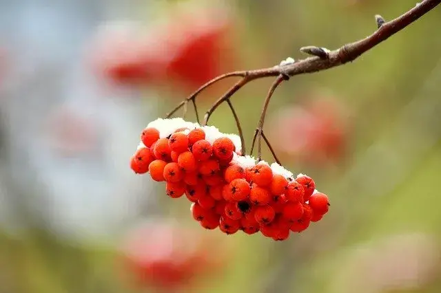 snowy rowan tree branch