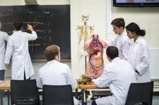 Medical students studying Clinical Anatomy