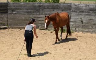 Nadia training a horse