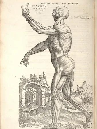 historical medical illustration showing human body