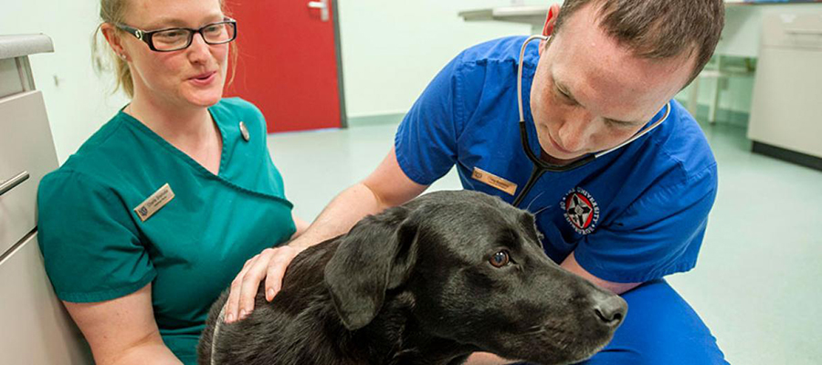 Researchers inspect the health of a dog