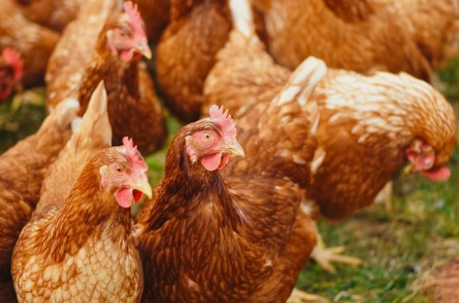 group of chickens