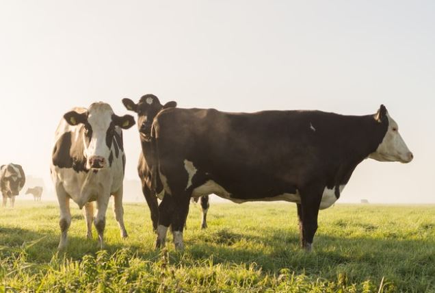 cows in field