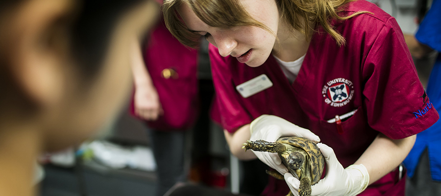 Vet student with turtle_900x400