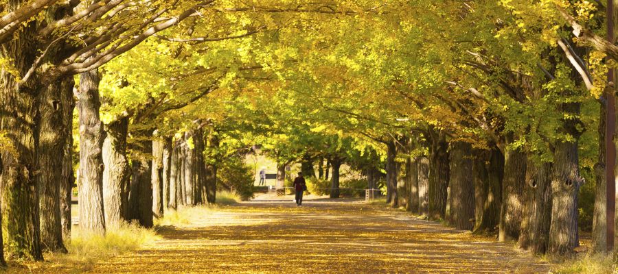 Avenue of trees