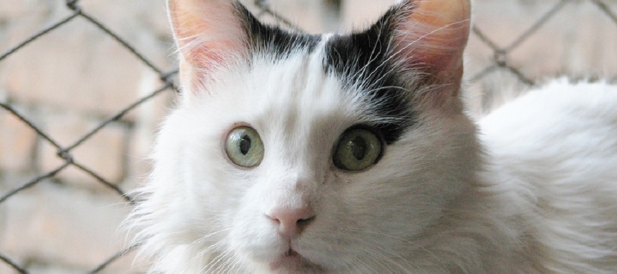 Piebald cat