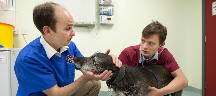 Richard Mellanby and veterinary student carry our an assessment