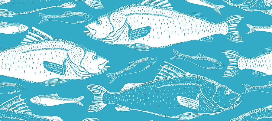 Illustration of salmon