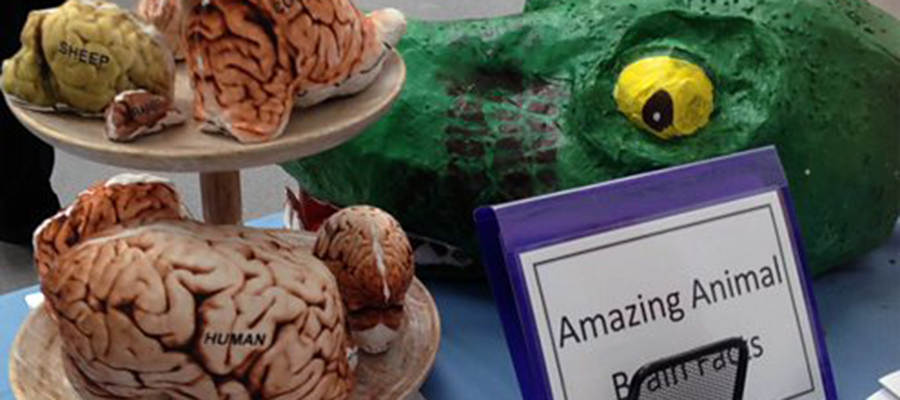 \"Brain cakes\" as part of the Terrific Scientific workshops