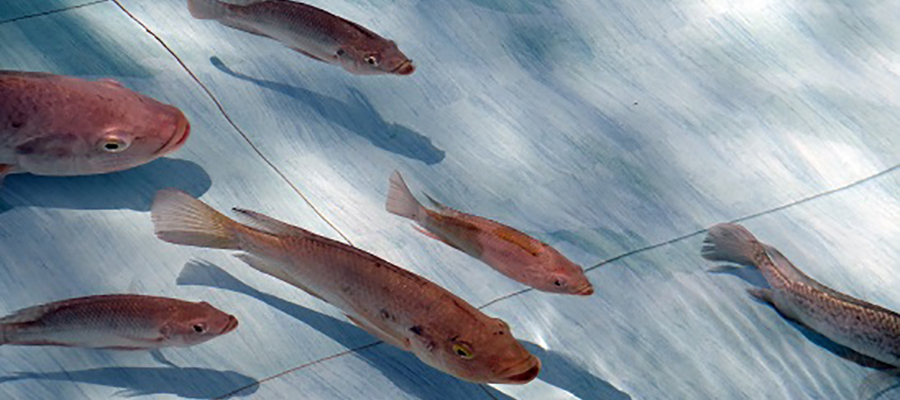 Tilapia