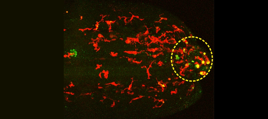 Microscopy images of living zebrafish with red macrophages show that the drug (yellow spots) is preferentially released in cells